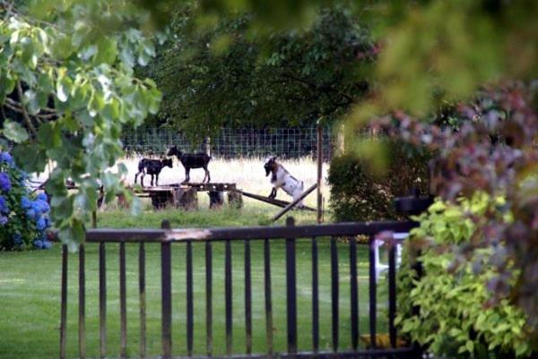 Les Pieds Dans L'Herbe Bed & Breakfast Rosporden Eksteriør bilde